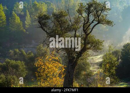 Der Stamm eines alten Olivenbaums, fotografiert in Sataf, Jerusalem, Israel Stockfoto