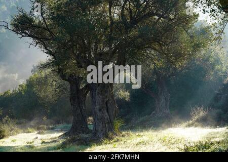 Der Stamm eines alten Olivenbaums, fotografiert in Sataf, Jerusalem, Israel Stockfoto