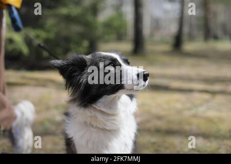 Lean traurig schwarz-weiß Grenze Collie Hund sitzt nachdenklich im Wald Im Freien Stockfoto