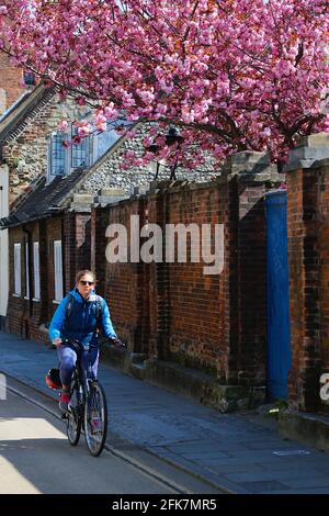 Canterbury, Kent, Großbritannien. 29. April 2021. Die Stadt Canterbury in Kent gewinnt langsam wieder etwas an Normalität, da viele Menschen auf der Hauptstraße herumlaufen und das angenehme Wetter genießen. Ein Radfahrer kommt an einem Kirschblütenbaum vorbei. Foto-Kredit: Paul Lawrenson /Alamy Live Nachrichten Stockfoto