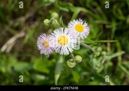 Philadelphia fleabane (Erigeron philadelphicus), Isehara City, Kanagawa Prefrecture, Japan Stockfoto