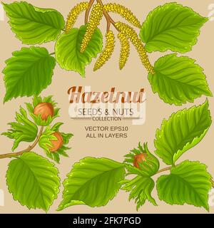Haselnussrahmen auf farbigem Hintergrund Stock Vektor