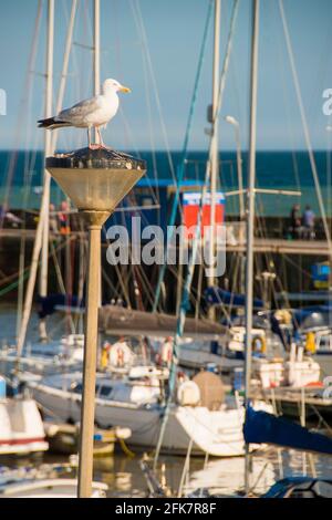 Yorkshire, Großbritannien – 10 Aug 2017 : Herr seiner Herrschaft – eine Möwe, die auf einem Mast thront und die Boote im Hafen von Bridlington überblickt Stockfoto