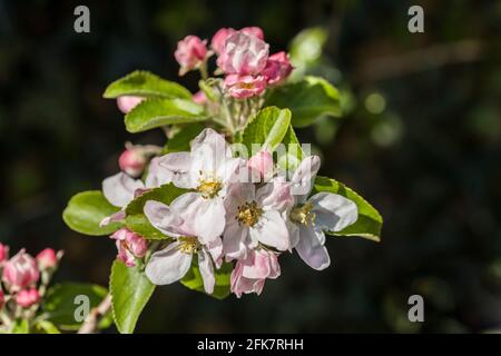 Crab Apple Blossom im Frühlingssonne April Stockfoto