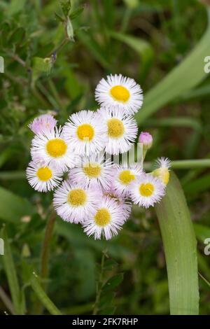 Philadelphia fleabane (Erigeron philadelphicus), Isehara City, Kanagawa Prefrecture, Japan Stockfoto