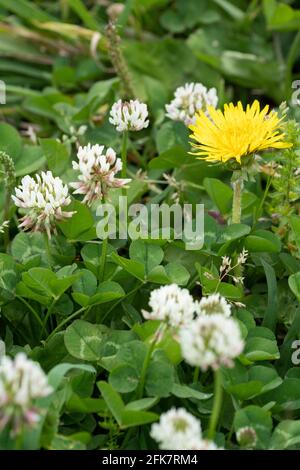 Löwenzahn (Taraxacum) und Weißklee (Trifolium repens), Stadt Isehara, Präfektur Kanagawa, Japan Stockfoto