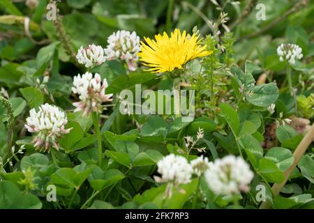 Löwenzahn (Taraxacum) und Weißklee (Trifolium repens), Stadt Isehara, Präfektur Kanagawa, Japan Stockfoto