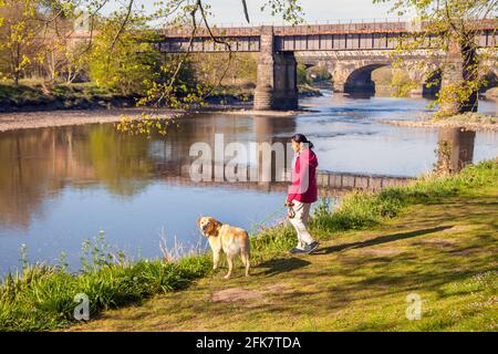 Preston, Lancashire, Großbritannien. Wetter in Großbritannien. Blauer Himmel und ein heller, sonniger Frühlingsmorgen, an dem die Anwohner an den Ufern des Flusses Ribble leichte Übungen machen. Netzwerk die Routen 6 und 62 mit von Bäumen gesäumten Alleen führen durch den Park und es gibt kilometerlange, gut bewaldete Laufwege und Spazierwege am Fluss. Credit MediaWorldImages/AlamyLiveNews Stockfoto