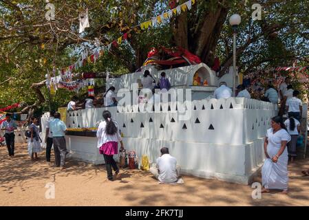 Kandy, Sri lanka: Der heilige Baum von Pattini Devale mit einem kleinen buddhistischen Schrein und Gebetsfahnen um seinen Umkreis. Stockfoto