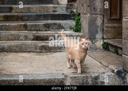 Lyon (Frankreich), 28. April 2021. Eine Ingwerkatze auf der Treppe. Stockfoto