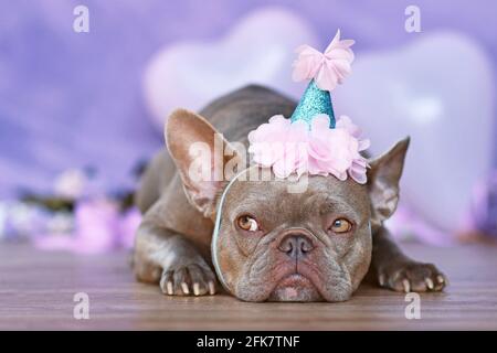 Französische Bulldogge mit Hut zum Geburtstagsteil, vorne liegend Von verschwommenem violettem Hintergrund Stockfoto