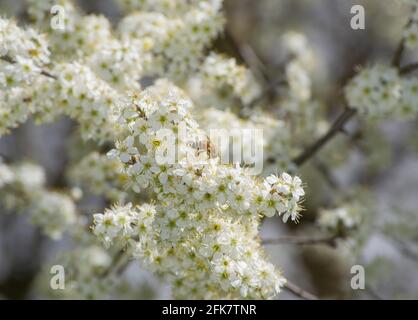 Die Biene sammelt Nektar und Pollen auf einem weiß blühenden Kirschpflaumenbaum. Weiße Blüten der Kirsche blühen an einem Frühlingstag Stockfoto