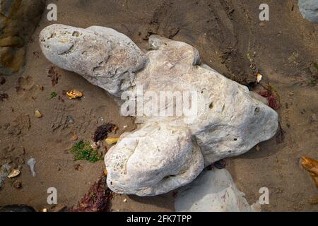 Compton,Bay,Iguanodon,Fußabdruck,Gips,Fossilien,Wealden Beds,Geologie,Paläontologie,Sedimentär,Erosion,Isle of Wight,England,UK,125,Million, Stockfoto