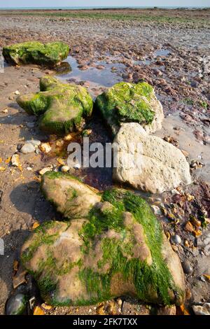 Compton,Bay,Iguanodon,Fußabdruck,Gips,Fossilien,Wealden Beds,Geologie,Paläontologie,Sedimentär,Erosion,Isle of Wight,England,UK,125,Million, Stockfoto
