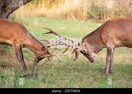 Zwei männliche Hirsche kämpfen mit ihrem großen Geweih Stockfoto