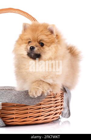 Pommersche Spitz in einem Korbkorb isoliert auf weißem Hintergrund. Studioaufnahmen. Stockfoto