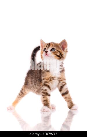 Eine kurzhaarige Babykatze auf weißem Hintergrund. Aufnahmen von obdachlosen Tieren im Studio. Startseite Suche Konzept für Tiere. Stockfoto