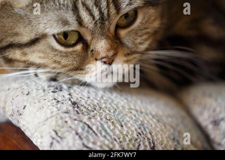 Nahaufnahme des Porträts einer Katze, die auf einem Sofa ruht. Stockfoto