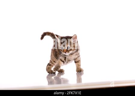 Gestreifte Kätzchen laufen vor einem weißen Hintergrund im Studio. Haustiere schießen. Stockfoto