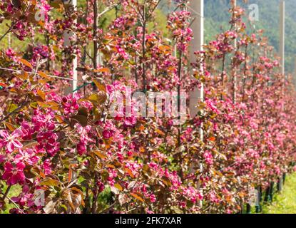 Blütenapfelbaum Zweig des 'Kissabel Red Apple'-Apfels im Frühjahr. Ihre Bäume produzieren wunderschöne tiefrosa Blüten. Obstgarten in Trentino-Südtirol Stockfoto