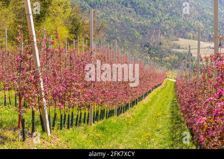 Blütenapfelbaum Zweig des 'Kissabel Red Apple'-Apfels im Frühjahr. Ihre Bäume produzieren wunderschöne tiefrosa Blüten. Obstgarten in Trentino-Südtirol Stockfoto