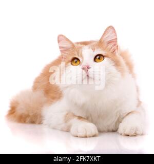 Banner für die Website. Süße junge Katze mit hellem Fell mit großen gelben Augen liegt und schaut nach oben. Isoliert auf weißem Hintergrund. Stockfoto