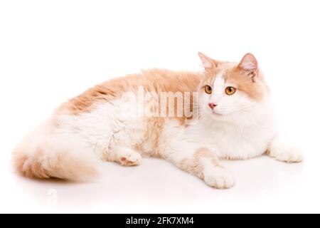 Erwachsene Katze mit einem Plüsch hellbeige und weißen Fell mit gelben Augen liegt in lustigen Posen auf weißem Hintergrund. Fotosammlung. Freundliches Haustier. Stockfoto