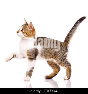 Niedliches heimisches Kurzhaar-Kätzchen steht seitlich auf weißem Hintergrund mit erhobener Pfote und schaut nach oben. Entzückende Haustiere. Isoliert. Stockfoto