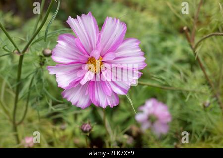 Pink Cosmos blüht in einem englischen Garten Stockfoto