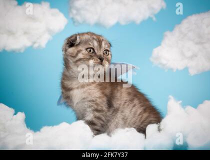 Niedliches, charmantes, engelförmiges schottisches Kätzchen mit violetten Flügeln sitzt auf einem blauen Himmelshintergrund zwischen weißen Wolken. Porträt von schönen dunkelgrau str Stockfoto