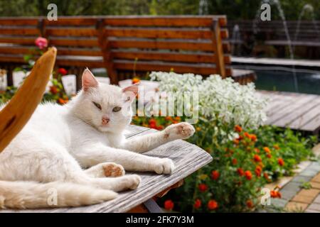 Porträt einer weißen Straßenkatze, die auf einer Holzbank liegt und sich in der Sonne sonnt. Stockfoto