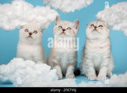 Schottisch-hellgrau gestreifte Kätzchen hoben ihre Köpfe hoch und schauten mit weißen, flauschigen Wolken gegen den Himmel. Porträt von reinrassigen Katzen. Fotosammlung Stockfoto
