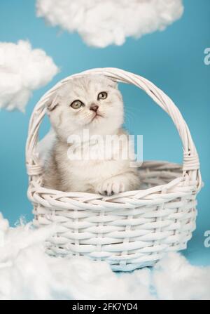 Das süße kleine graue schottische Kätzchen sitzt in einem weißen Korbkorb und hebt seinen Kopf auf einem blauen Hintergrund zwischen den Wolken. Stockfoto