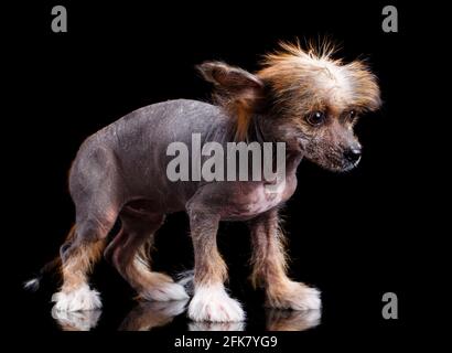 Chinesischer ausgeruhter Hund auf schwarzem Hintergrund im Studio. Nahaufnahme. Stockfoto