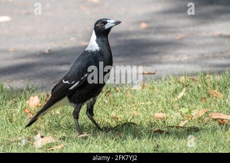 Porträt einer australischen Elster (Gymnorhina tibicen) Gehen auf Gras bei strahlendem Sonnenschein nach rechts Stockfoto