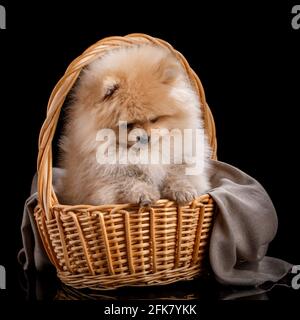 Schöner pommerischer Spitz in einem Korbkorb. Fotografieren von Haustieren im Fotostudio auf schwarzem Hintergrund. Stockfoto