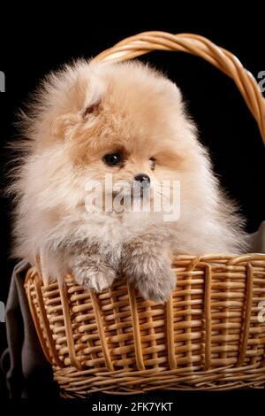 Der hübsche pommersche Spitz-Welpe sitzt in einem Weidenkorb. Studioaufnahmen von Haustieren auf dunklem Hintergrund. Stockfoto