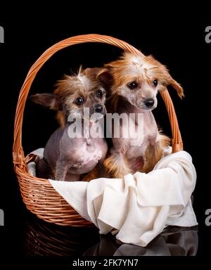 Zwei chinesische Haubenhunde sitzen ruhig in einem Korbkorb auf schwarzem Hintergrund. Studioaufnahmen. Stockfoto