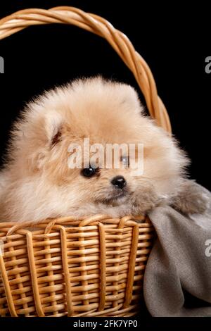 Schöner pommerischer Spitz in einem Korbkorb. Fotografieren von Haustieren im Fotostudio auf schwarzem Hintergrund. Stockfoto