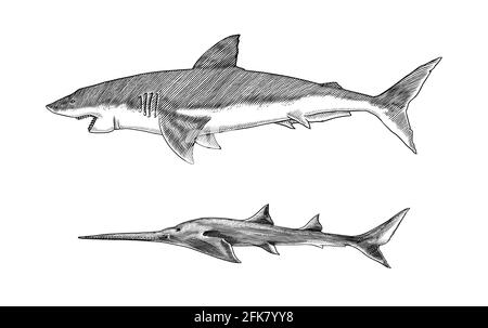Großer weißer Hai oder Makrelenhai und Sixgill-Sägehai. Marine räuberische Tier. Leben im Meer. Handgezeichnete Skizze mit Vintage-Gravur. Vektorgrafik Stock Vektor