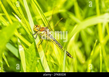 01. 05. 2017. Donau - Serbien, Novi Sad, Petrovaradin. Die in ihrer natürlichen Umgebung fotografierte Fliege. Stockfoto