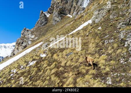 Eine kleine Ziegenantilope, die für die Kamera am Berghang posiert. Stockfoto