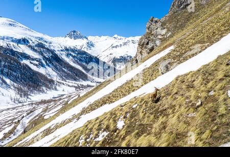 Eine kleine Gämse, die auf einem Berghang vor dem verschneiten Berg der Alpes Mountain Range um das Grasfeld herumwandert. Stockfoto