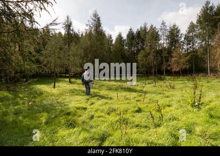 Ein Mann, der im Wald durch eine üppig grüne Wiese wandert. Stockfoto