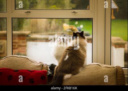 Beobachten und Warten. Zwei Geschwister Erwachsene Ragdoll-Katzen haben etwas Flattern auf dem Dach ihres Wintergartens in Großbritannien gesehen Stockfoto