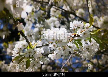 Fruchtbare weiße Blüte von Prunus avium blüht in einem englischen Garten im Frühling in Großbritannien Stockfoto