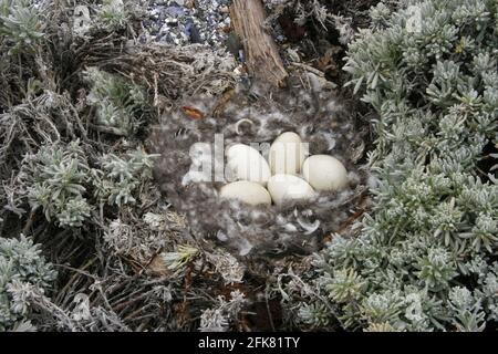 Blick auf Kelp Goose, Chloephaga hybrida, Nest mit Eiern Stockfoto