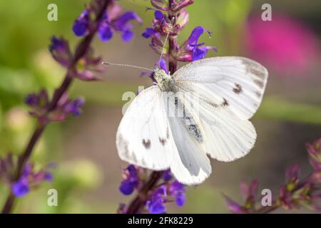 Großer weißer Schmetterling (weiblich) - Pieris brassicae - ruht auf Salvia nemorosa - dem Waldsalbei, Balkanklary, Blauer Salbei oder Wildsalbei Stockfoto