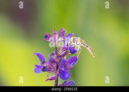 Lange Schwebefliege (Sphaerophoria scripta), die auf Salvia nemorosa ruht - dem Waldsalbei, dem Balkan-Klary, dem Blauen Salbei oder dem wilden Salbei Stockfoto