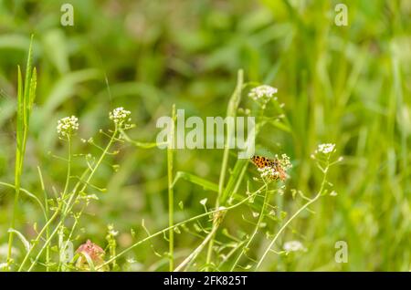 01. 05. 2017. Donau - Serbien, Novi Sad, Petrovaradin. Stockfoto